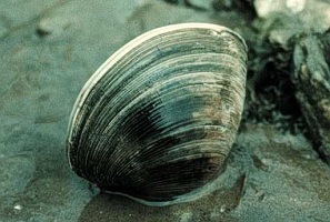 Benthic Applications