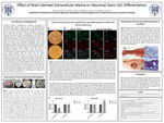 Stem Cell Differentiation and Effects of Three-Dimensional Cellular Microenvironments
