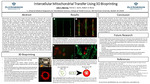 Intercellular Mitochondrial Transfer Using 3D Bioprinting